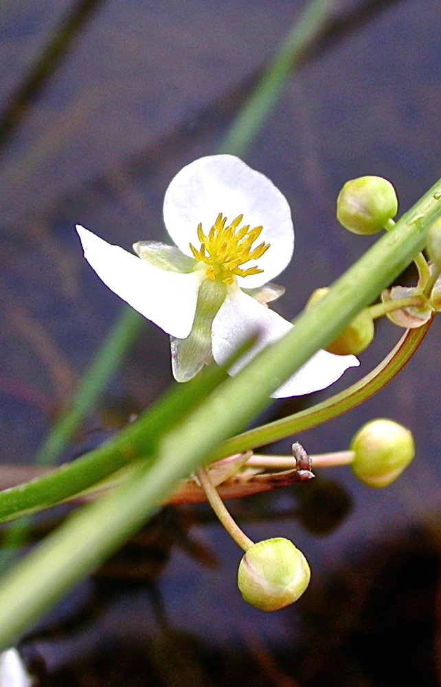 Arrowhead blooms on the surface at Heald Pond.