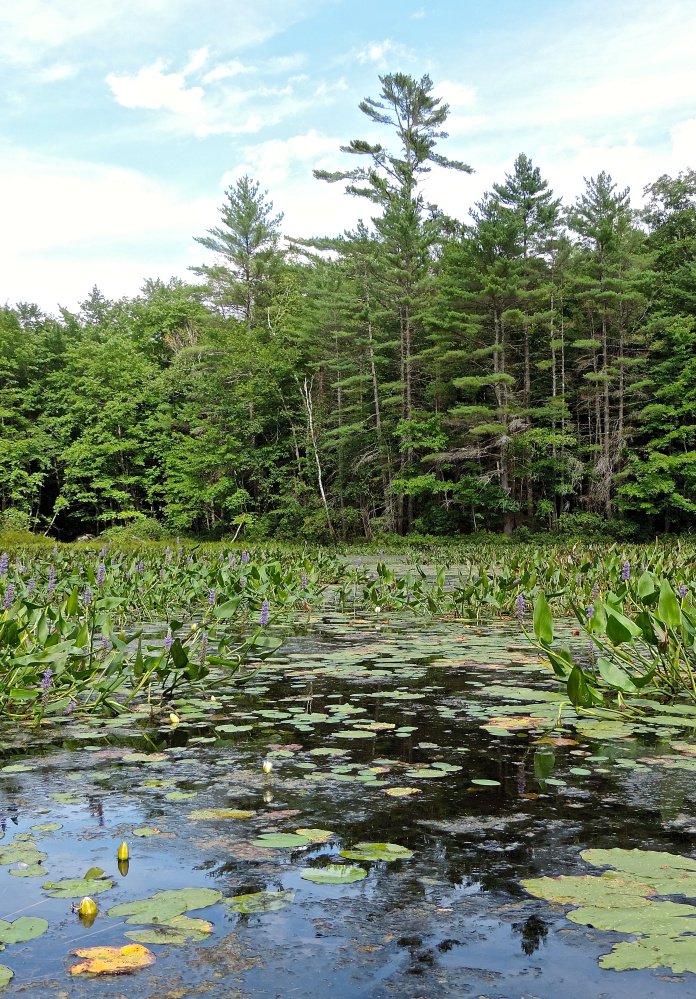 Flowering purple stalks of pickerelweed sprinkle the surface of the water at Heald Pond in Lovell.