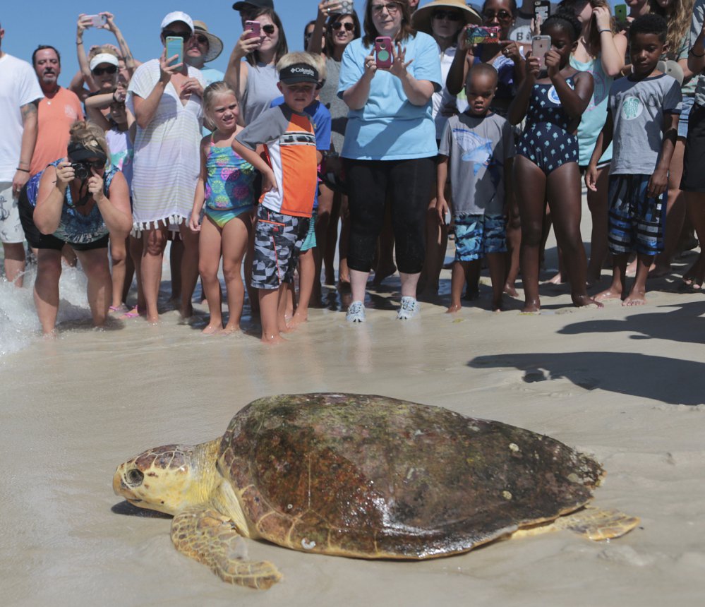 A loggerhead lumbers to the sea after after being treated for illness at Gulf World Marine Institute, in Inlet Beach, Fla.