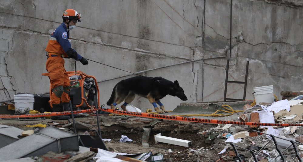 A handler and his rescue dog look for victims at the site of a collapsed seven-story building in Mexico City's Roma Norte neighborhood Friday. Mexican officials promised to keep up the search for survivors as rescue operations stretched into a fourth day.