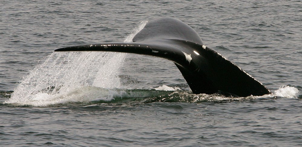 A North Atlantic right whale dives in Cape Cod Bay near Provincetown, Mass., in 2008. The federal government is extending a protective zone off Massachusetts to try to keep a large group of endangered whales safe from collisions with boats.