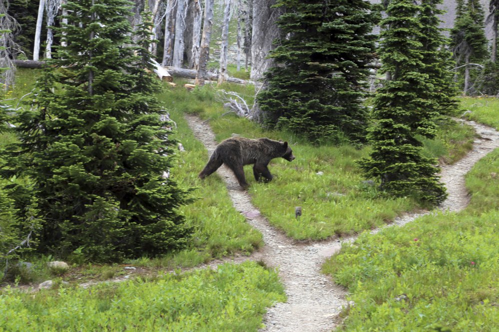 A grizzly bear walks through a back country campsite in Montana's Glacier National Park in 2014.  Associated Press/The Spokesman-Review