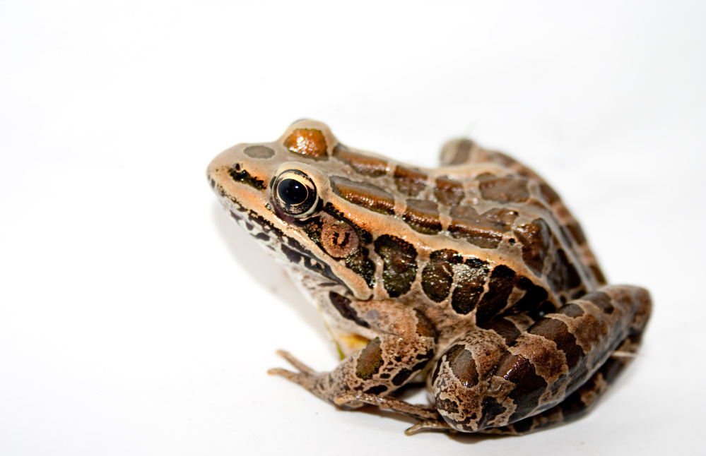 Pickerel Frog, one of Maine's native (and poisonous) amphibians.