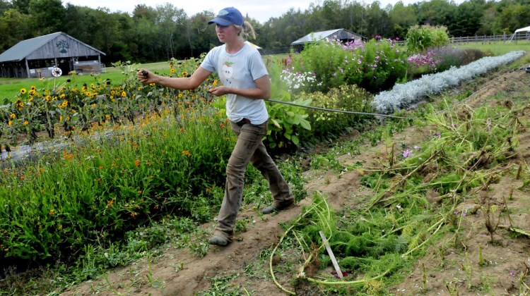 Resident farmer Carole Mapes clears water lines in one of the gardens on Monday so livestock can plow the spot this weekend for the Maine Organic Farmers and Gardeners Association 41st annual Common Ground Country Fair in Unity. The fair runs this Friday through September 24.
