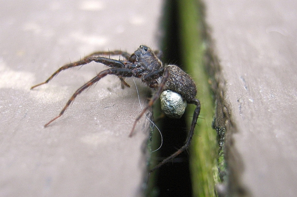 A mother wolf spider in Troy carrying her egg sac under her abdomen.