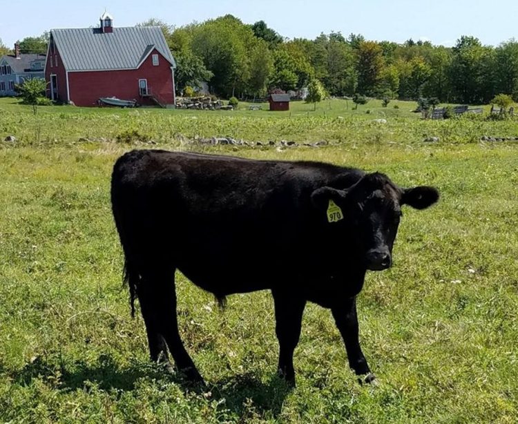The Wagyu steer 970 had been missing since the beginning of the Common Ground Country Fair last week in Unity. Jason Stutheit, the steer's owner, found it grazing with a herd Wednesday night near the fairgrounds.