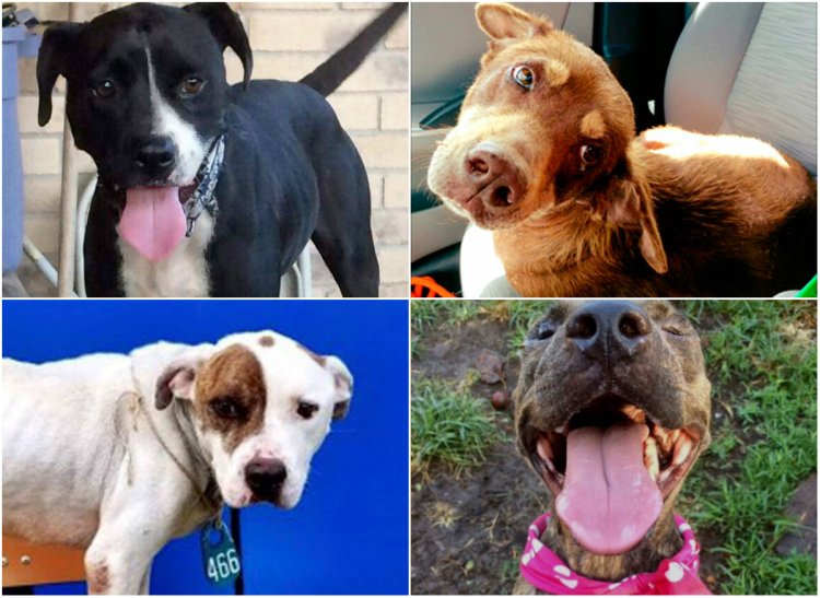 These are among the dogs that Buddy Up Animal Society is bringing to Portland from Texas for adoption in the wake of Hurricane Harvey. 