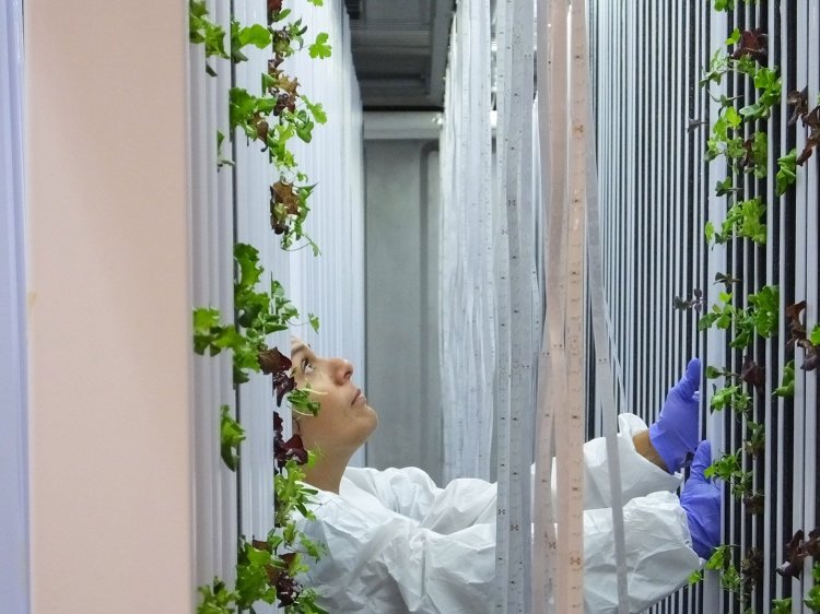 This hydroponic tower, currently in use on the St. Joseph's College campus, uses different technology than that planned for the new institute, but illustrates the high-tech nature of hydroponic farming. The greens growing here supply the campus dining hall.