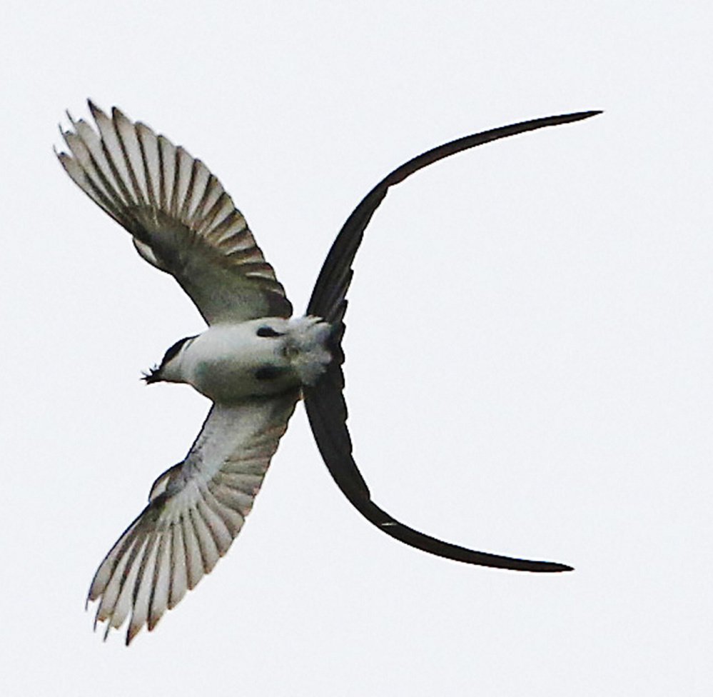 A fork-tailed flycatcher  made a surprise appearance in Maine in September, possibly the result of a case of reverse migration, where the bird – usually found from Mexico to Argentina – confused north and south.