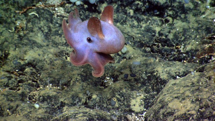 NPAA's Deep Discoverer captures a cephalopod – identified as a dumbo octopus – swimming in the undersea national monument. 
