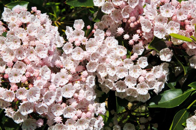 Mountain laurels are evergreens; full-size cultivars grow about 8 feet tall, with dwarf cultivars as small as 3 feet.