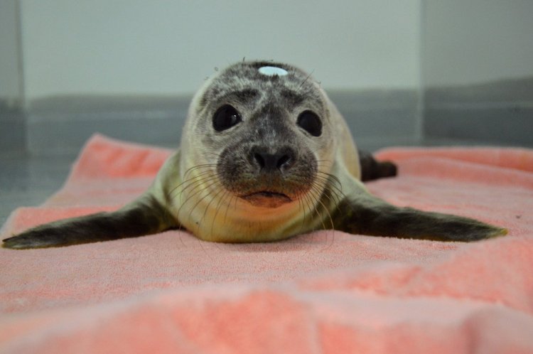 In this June photo provided by the National Marine Life Center, a seal pup named "Giseal Bündchen" is treated at the facility on Cape Cod, Mass. Giseal, along with another celebrity-named harbor seal pup, was set free on a Massachusetts beach Tuesday.