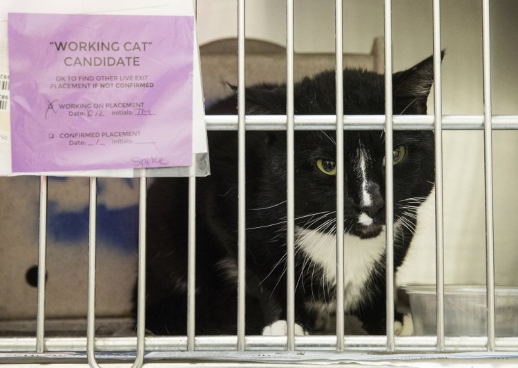 Spike, who is up for adoption as a working cat, looks out from its cage in Philadelphia. The program places cats who have behavioral challenges as workers in barns or stables.