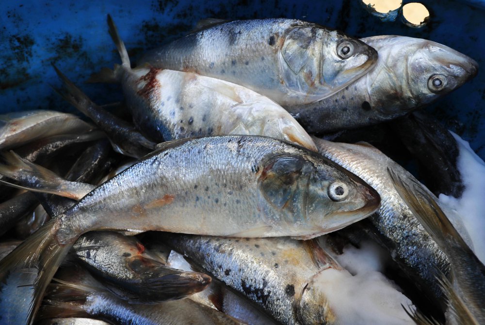 Frozen and salted menhaden sit in a barrel Thursday at a lobster bait warehouse in Portland. Regulators are considering altering the way they manage menhaden to better account for its role in the environment, with a key vote planned in November.