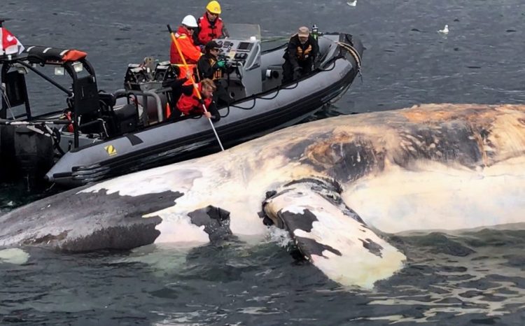 Researchers examine a dead North Atlantic right whale along the Gulf of St. Lawrence in Canada this summer. Canadian authorities have documented a dozen deaths among the already endangered species, and another four whales died in the waters near Cape Cod since June.