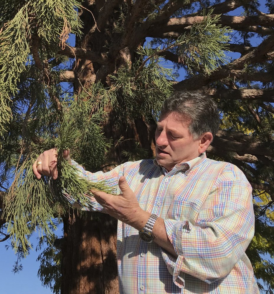 David Cox examines new growth on a sequoia Wednesday in Boise, Idaho.