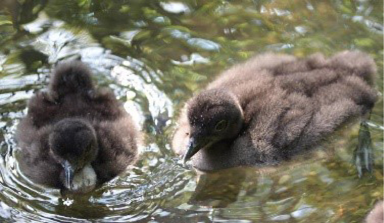 Two loon chicks hatched at Avian Haven this summer. Parent was taken from the nest by an eagle and the other parent left and did not return. The eggs were brought to Avian Haven and now these two juvenile loons are at the facility, busy learning to catch live fish, preening and growing.