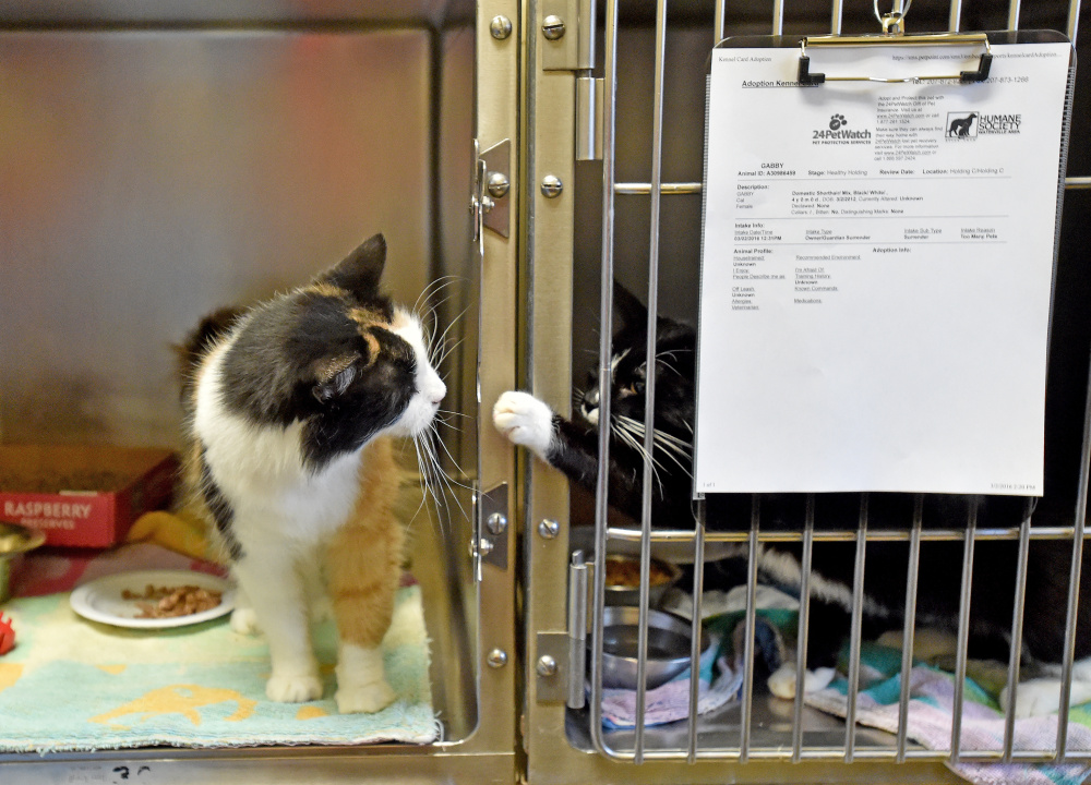Staff file photo by Michael G. Seamans
Two cats rescued from a home with 30 other animals play with each other through their cages on March, 1, 2016, at the Humane Society Waterville Area on Webb Road in Waterville.