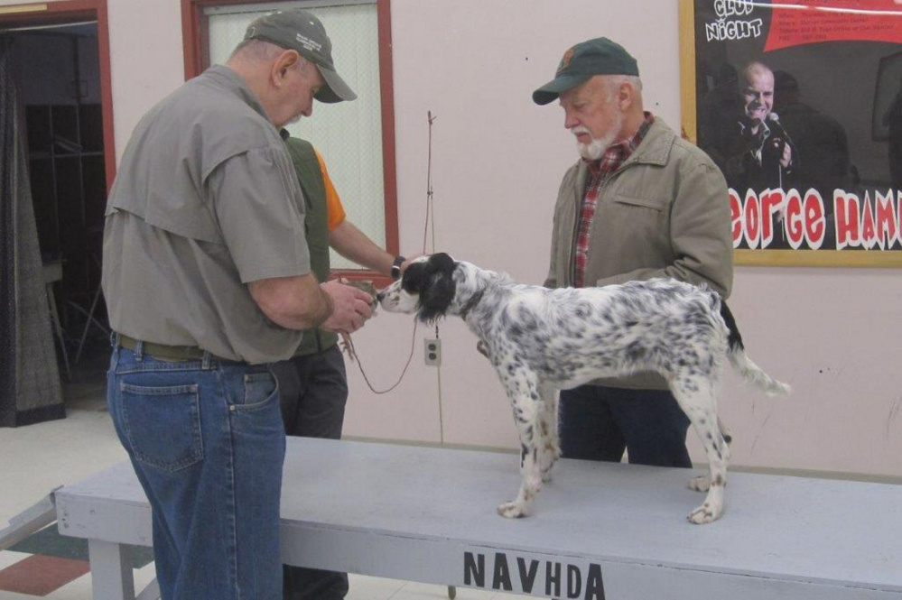 Peter Wade demonstrating with Arnold Borthwick and English Setter Holly.