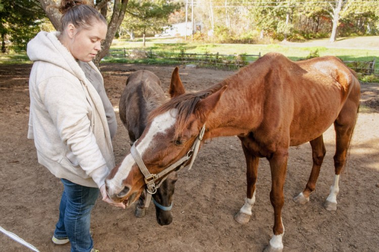 Kelsey Radley feeds an apple to her horse Zin on Friday in Pittston while Pocket the mule, center, waits for another apple. Passers-by have speculated on Facebook that the horse is malnourished, but one of its owners says she is working with a veterinarian to find out why the horse has lost so much weight.