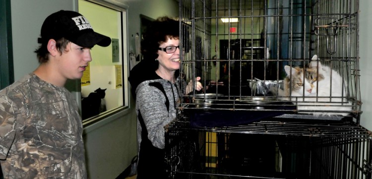 Josh Sylvester and Janet Nadeau check out some of the cats that are now available for adoption at the Humane Society Waterville Area on Monday. The shelter has re-opened after recovering from an outbreak of distemper that killed approximately three dozen cats.