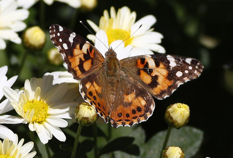 A painted lady butterfly flies near daisies in a garden in downtown Denver on Wednesday.
