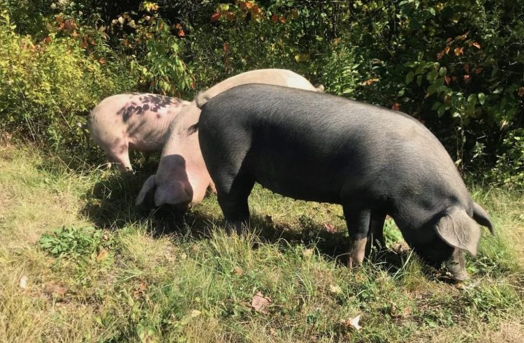 This group of hogs munched grass along the Maine Turnpike on Thursday, but were prevented from going onto the roadway.