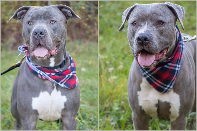 Kole, left, and Bentley, right, are two pit bulls owned by Danielle Jones and have been ordered to be put to death by the state's courts. Jones says both dogs got loose while on a walk with her Tuesday, minutes after the Supreme Court upheld an euthanasia order against the dangerous pit bulls.