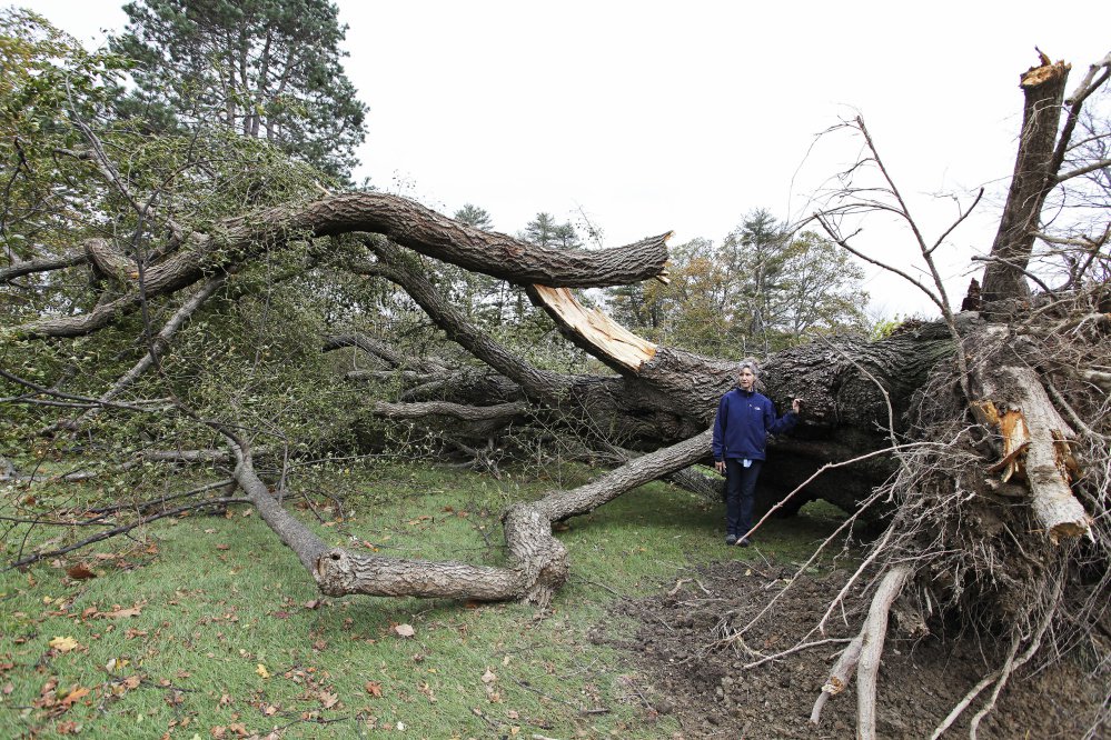 Rose Lacasse, of Harrison, caretaker at 14 Menikoe Point in Falmouth, stands by a littleleaf linden tree toppled in Monday's storm. The tree stood 97 feet tall, had a girth of 8 feet and was estimated to be more than 200 years old, she said.