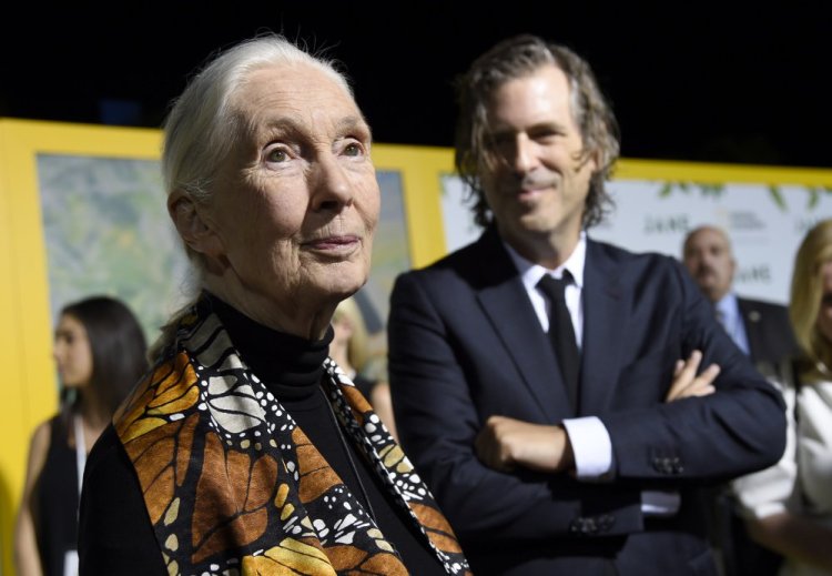 Jane Goodall with director Brett Morgen at the Los Angeles premiere of "Jane" last month.