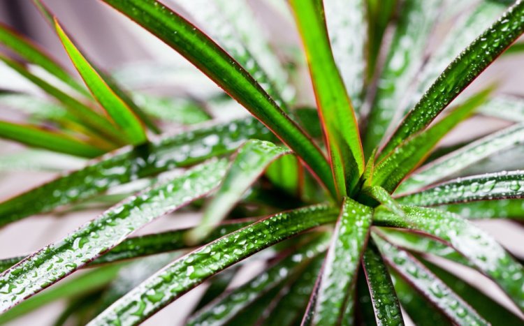 Dracena is an easy houseplant for those who think they can't grow houseplants. Photo by Marilooo/Shutterstock.com