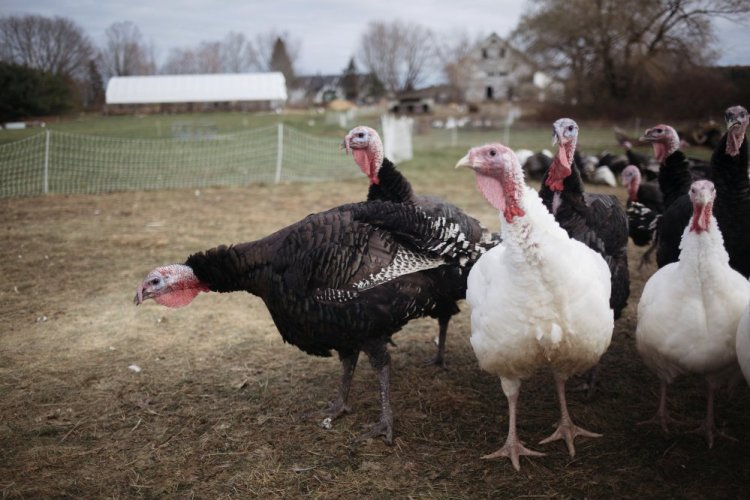 Organic, pasture-raised turkeys at Grace Pond Farm in Monmouth. Rhiannon Hampson and Gregg Stiner have raised more than 300 turkeys this season.