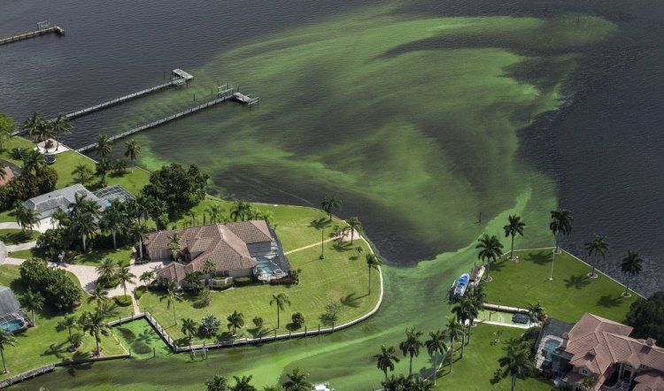 Blue-green algae chokes a section of the St. Lucie River in Stuart, Fla. In 2016, some Florida beaches were closed when algae blooms took over estuaries. Within the past decade, algae outbreaks have been reported in every state.