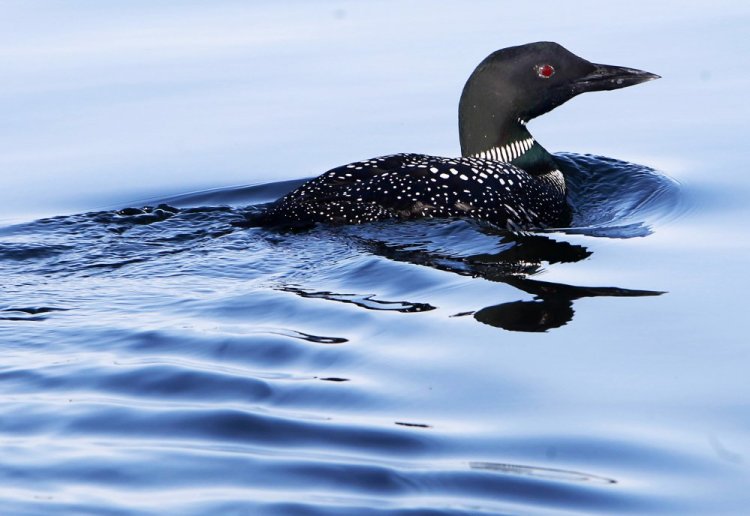 Despite new legislation banning lead fishing tackle on New Hampshire waterways, eight loons have been discovered dead from lead poisoning this year – up from only two in 2016.