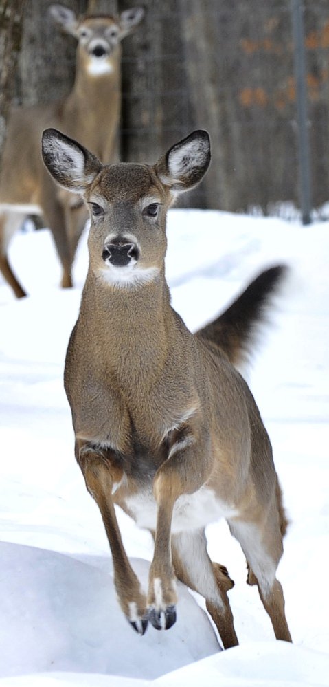 What's in a name? You can call this a white-tailed deer, or is it a flat head, slick head or propeller head? Or maybe, just maybe, a skipper.