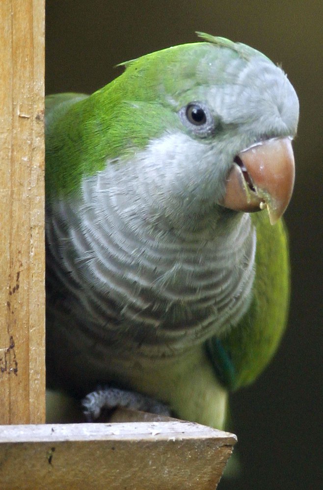 The noisy monk parakeet was among the many feathered finds during a stop in Puerto Rico while on a Caribbean cruise.