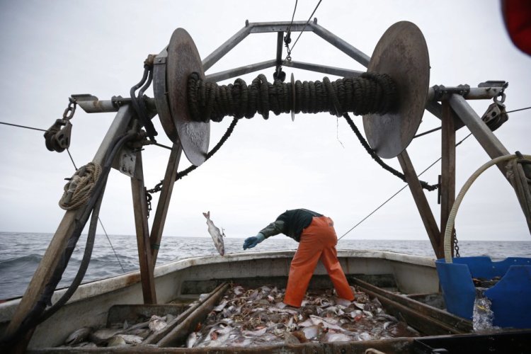 David Goethel sorts cod and haddock while fishing aboard his trawler off the coast of New Hampshire. The federal government is close to enacting new rules about New England ocean habitat that could mean changes for the way it manages the marine environment.