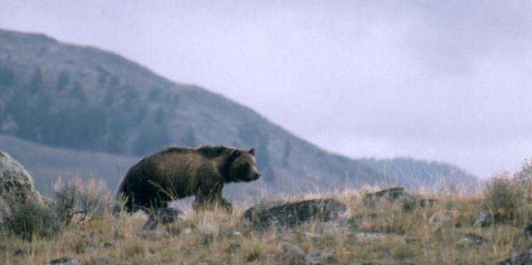 Once hunted to near extinction, grizzly bears are no longer a federally protected species, and  groups are pushing for limited hunting in three Western states.