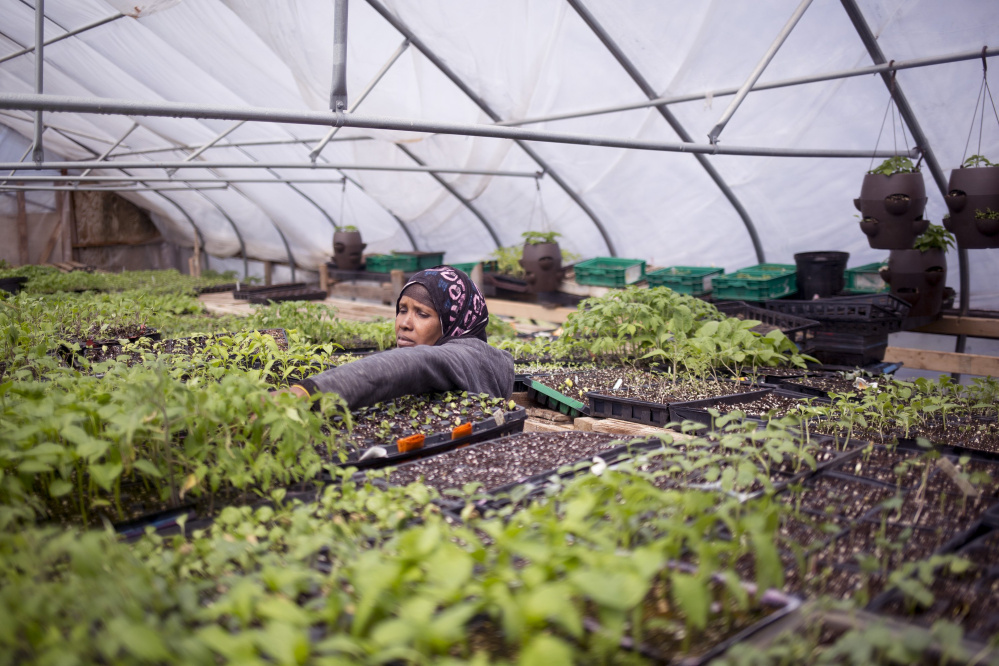 Batula Ismail inspects seedlings at Packard-Littlefield Farm in Lisbon, which Cultivating Community uses to train farmers. Staff photo by Brianna Soukup