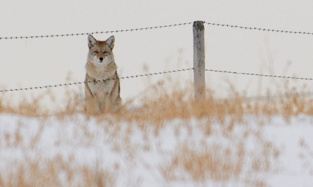A presentation by Geri Vistein, a wildlife biologist, is planned at 2:30 p.m. Sunday, Nov. 5, in Somerville. Vistein will talk about the role coyotes play in a farm ecosystem.