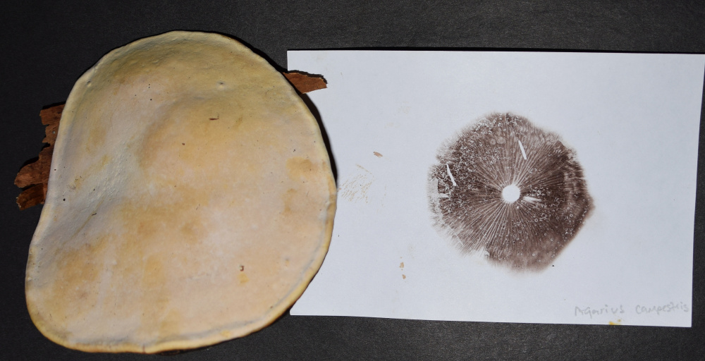 An artist's conk (Ganoderma applanatum) mushroom found in October in the woods in Troy, alongside a spore print for a meadow mushroom (Agaricus campestris — edible).