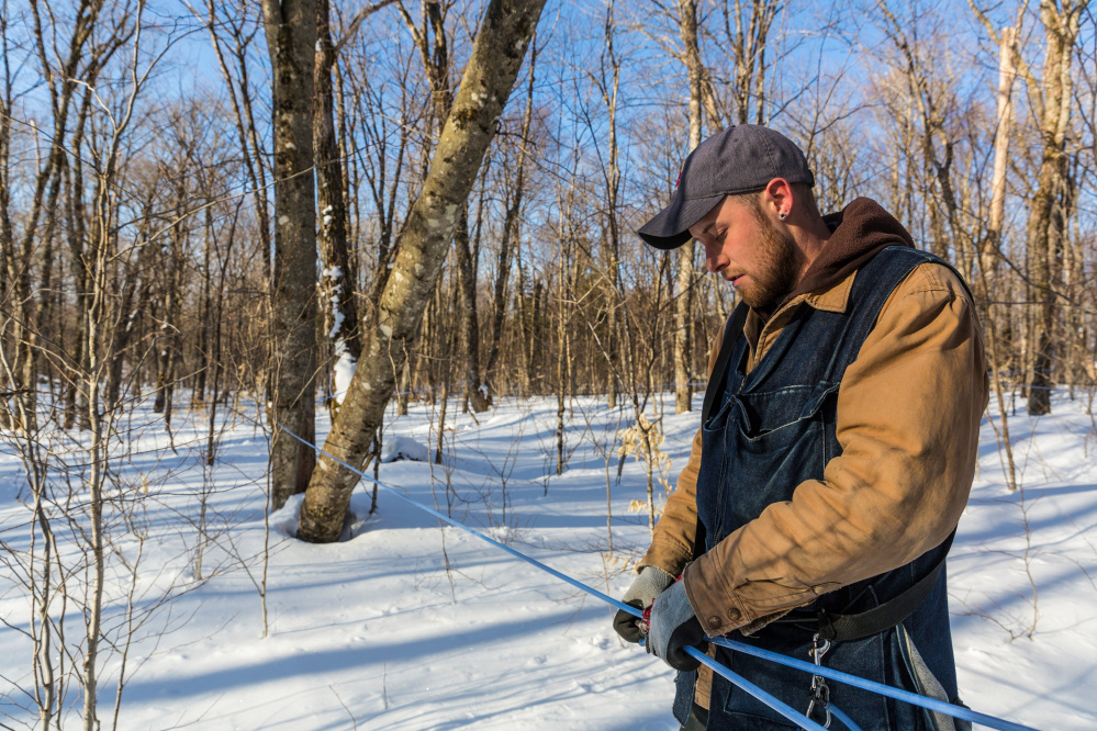 Jean Francois Faucher repairs a sapline in the Big Six Forest sugarbush in 2015. Selling the development rights to the maple sugar forest would have been a big payday for the land's owner, a LePage campaign donor.