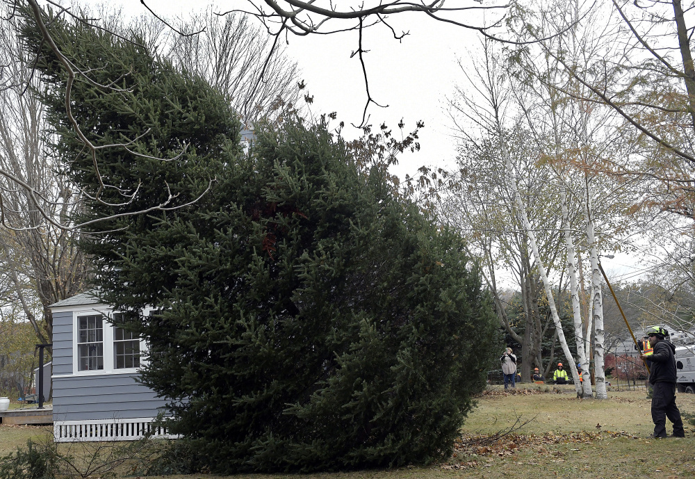 Arborist Tim Brown, right, guides a spruce tree to the ground Wednesday on the lawn of Augusta residents Anne and Cliff Vining. Brownies Landscaping and Excavation felled the tree, which the couple donated to serve as a holiday tree on Water Street in Augusta.