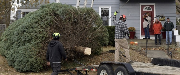 Arborists winch a spruce tree from the lawn of Augusta residents Anne and Cliff Vining, who watch Wednesday from their steps. Brownies Landscaping and Excavation felled the tree, which the couple donated to serve as a holiday tree on Water Street in Augusta. At right is Vining's brother, Don.