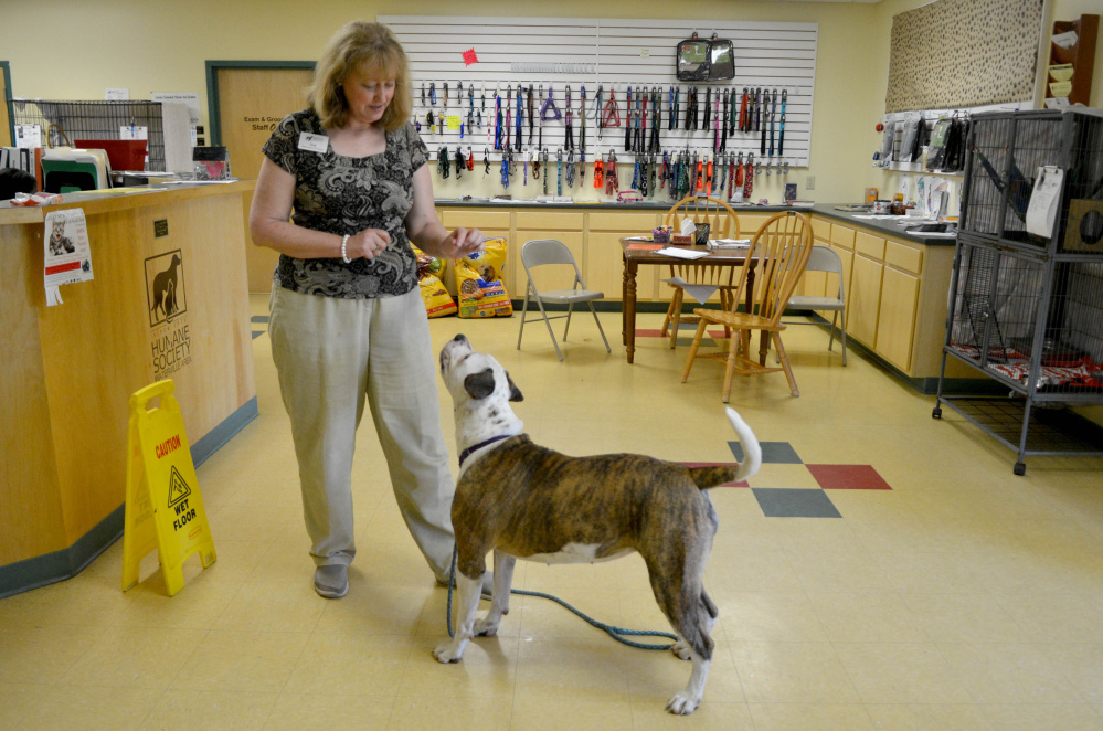 Lisa Smith, former director of the Humane Society Waterville Area, plays with an American bulldog Aug. 5, 2016, at the Webb Road animal shelter.