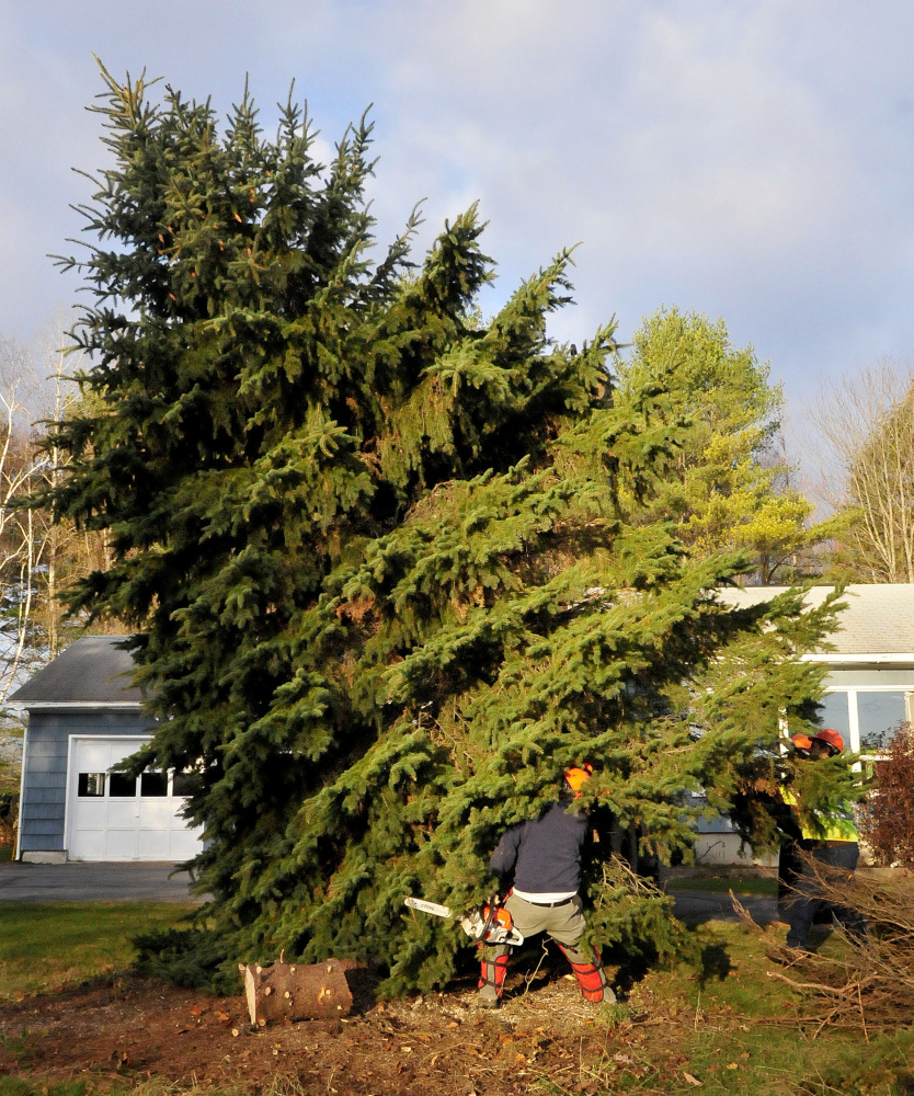 Mike Folsom, of the Waterville Public Works Department, backs out from under a spruce tree he cut as it is lifted onto a trailer Monday at the home of Joe Lemieux in Fairfield. Lemieux donated the tree to the city of Waterville for Christmas.