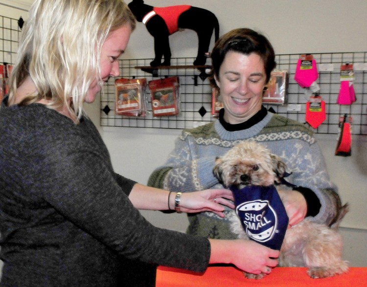 Kristina Cannon, left, director of Main Street Skowhegan; and Julie Swain, of Dog Not Gone, struggle to put a kerchief on a wiggly Teddy on Monday in preparation for the upcoming Small Business Saturday in Skowhegan.