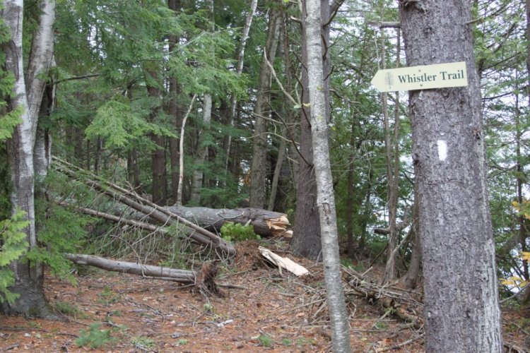 The sign at the Whistler Trail in Butler Head is the only indication a trail exists in the wake of storm damage. 
