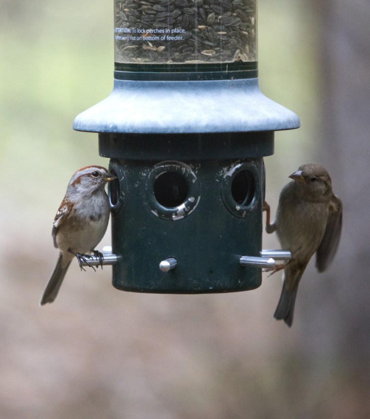 An American tree sparrow, left, and a house sparrow eat from a feeder at Audubon's Gilsland Farm.