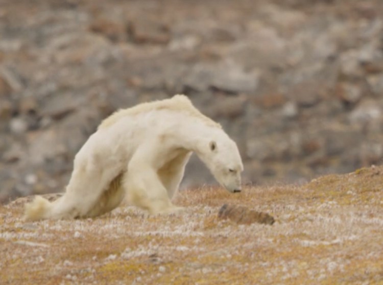 An emaciated polar bear caught on video by nature photographer Paul Nicklen near the Arctic Circle brought tears to the eyes of those who spotted it searching for food.